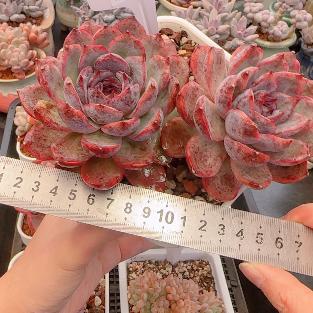 多肉植物7579……………..