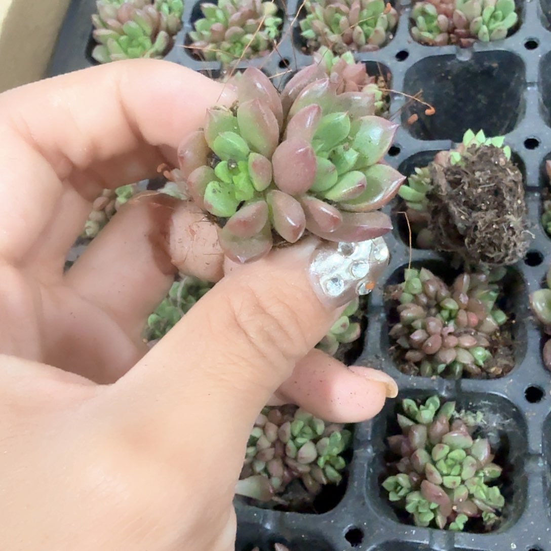 红宝石穴苗4颗一组
