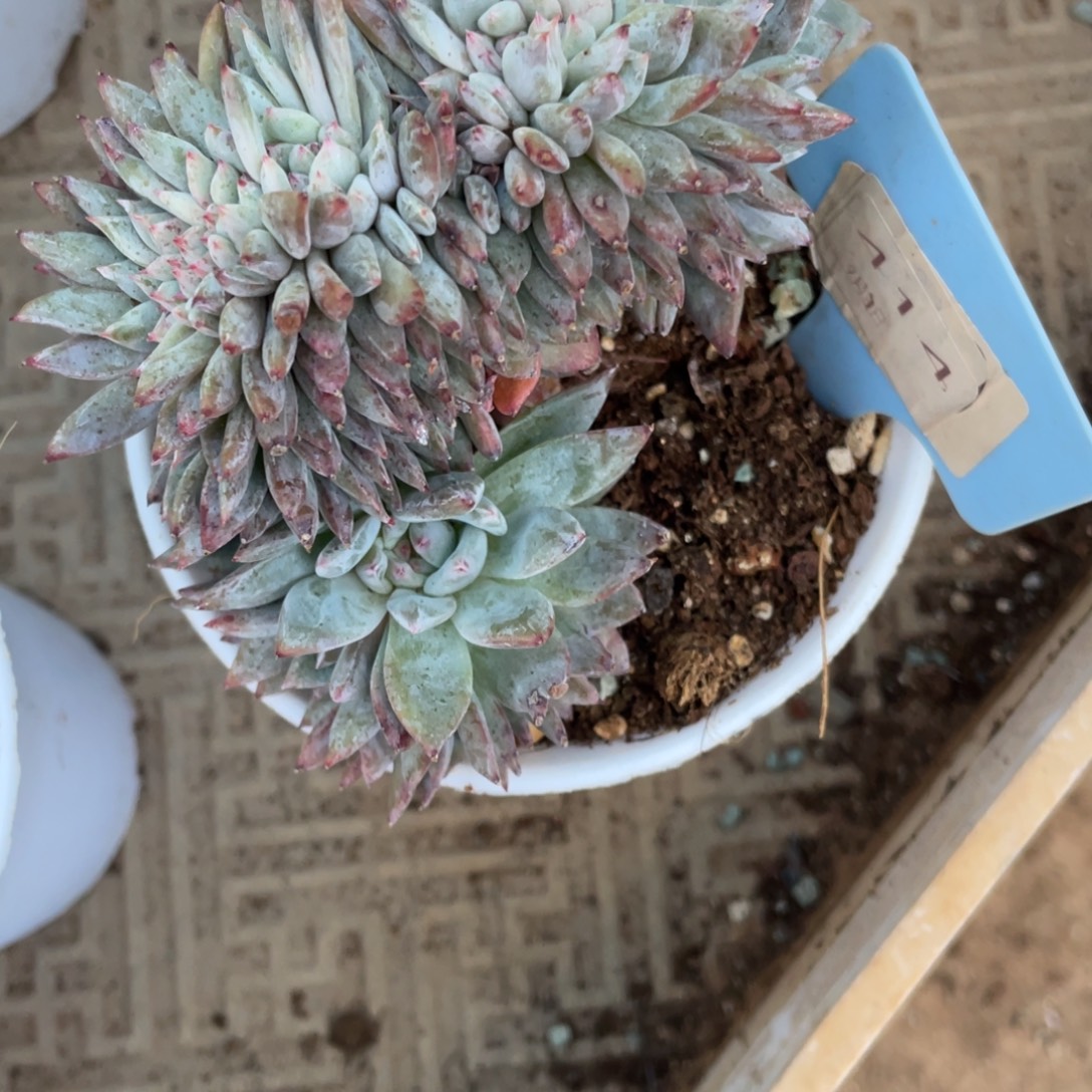 414号星影缀化多头