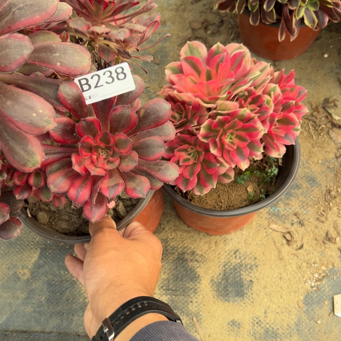 小***雅238两颗组合多肉植物