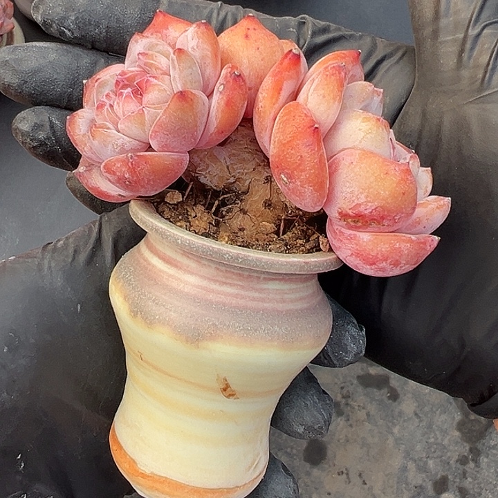 三头星影带盆发树桩