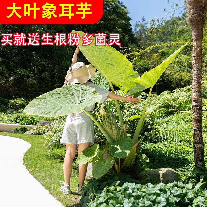 网红绿植龙猫同款象耳芋盆栽大叶如象耳懒人绿植热带风情植物