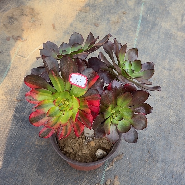 巫毒七彩126多肉植物法师