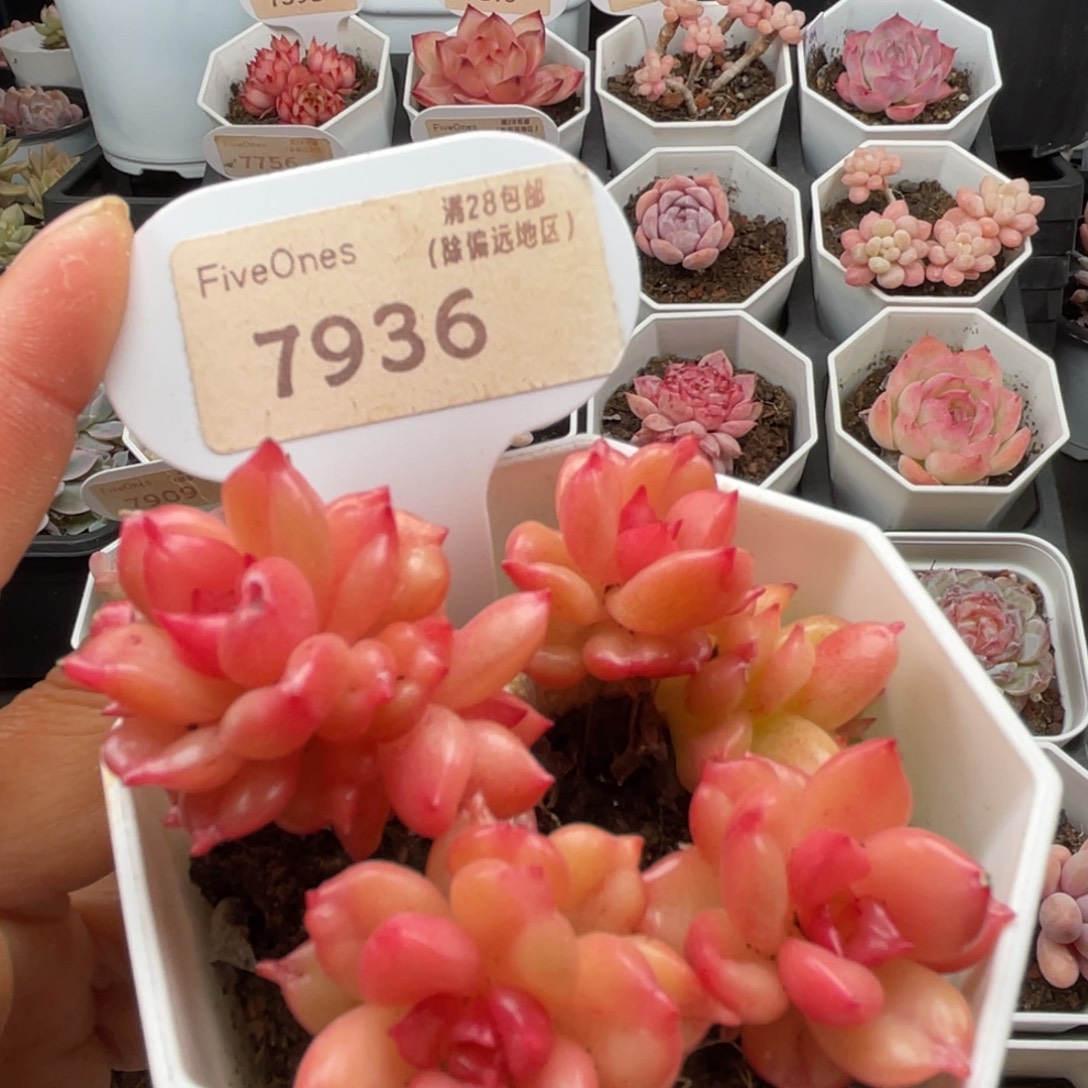 苹果花7936-6.5厘米