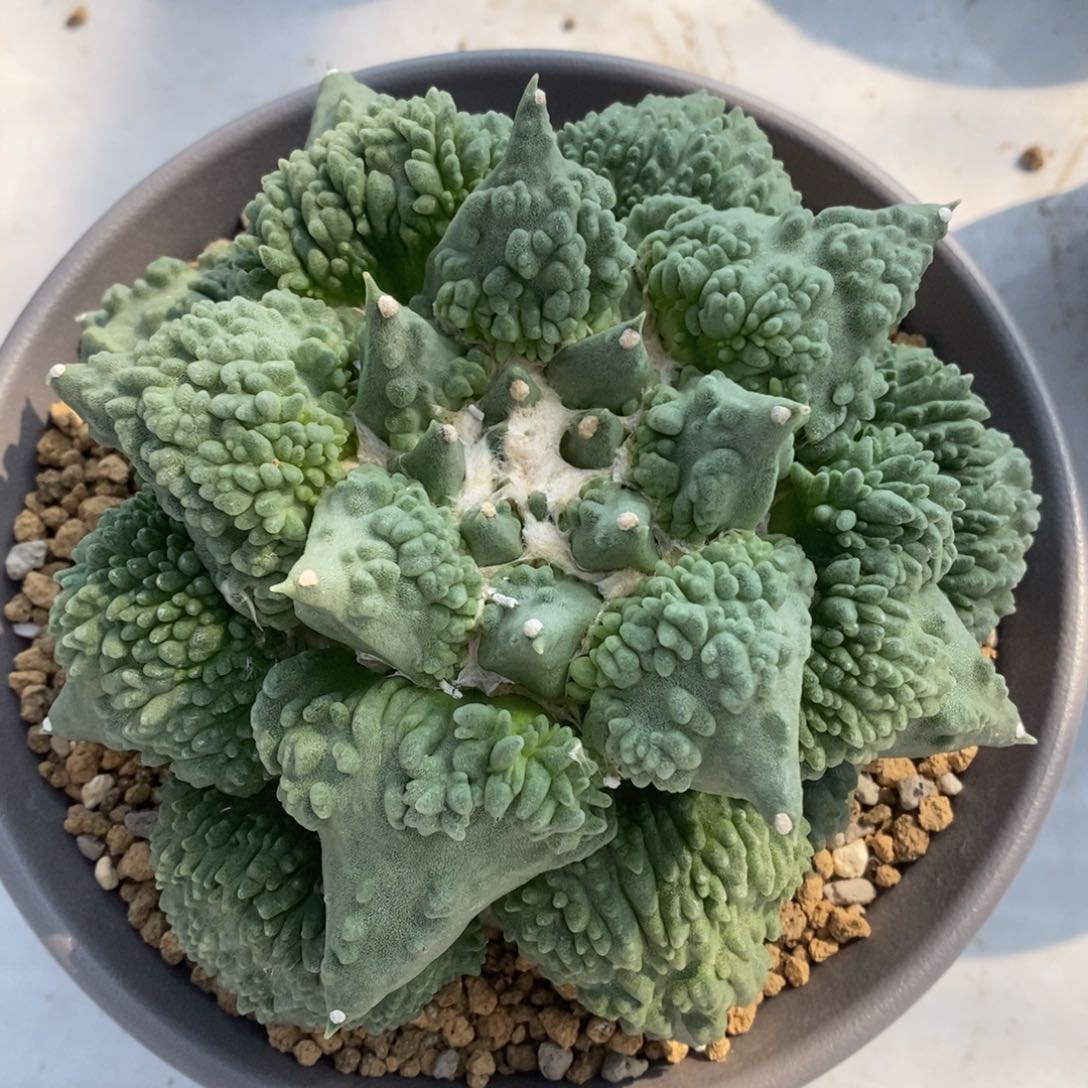 实生颗粒满怒牡丹