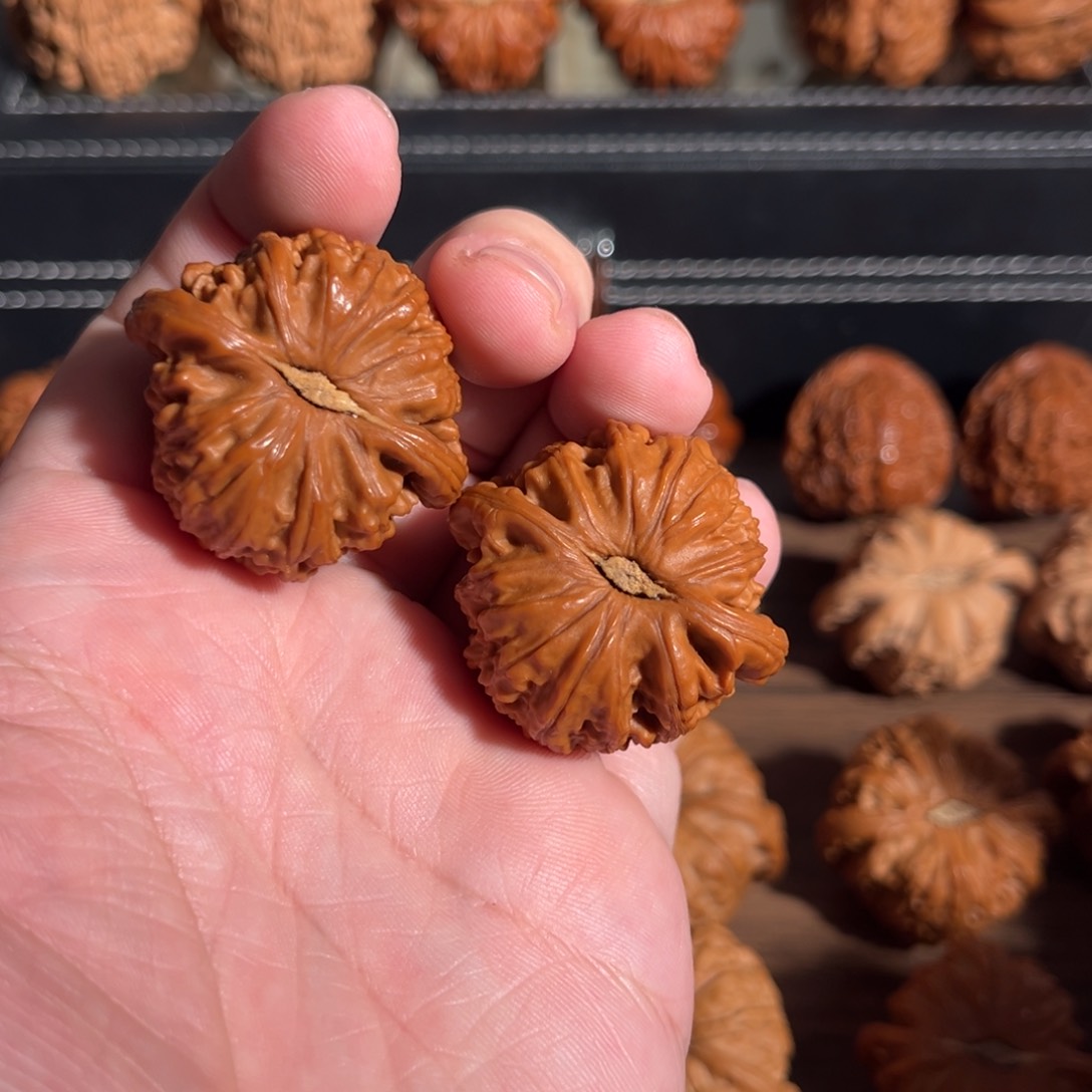 手串/手链核桃37回血球白