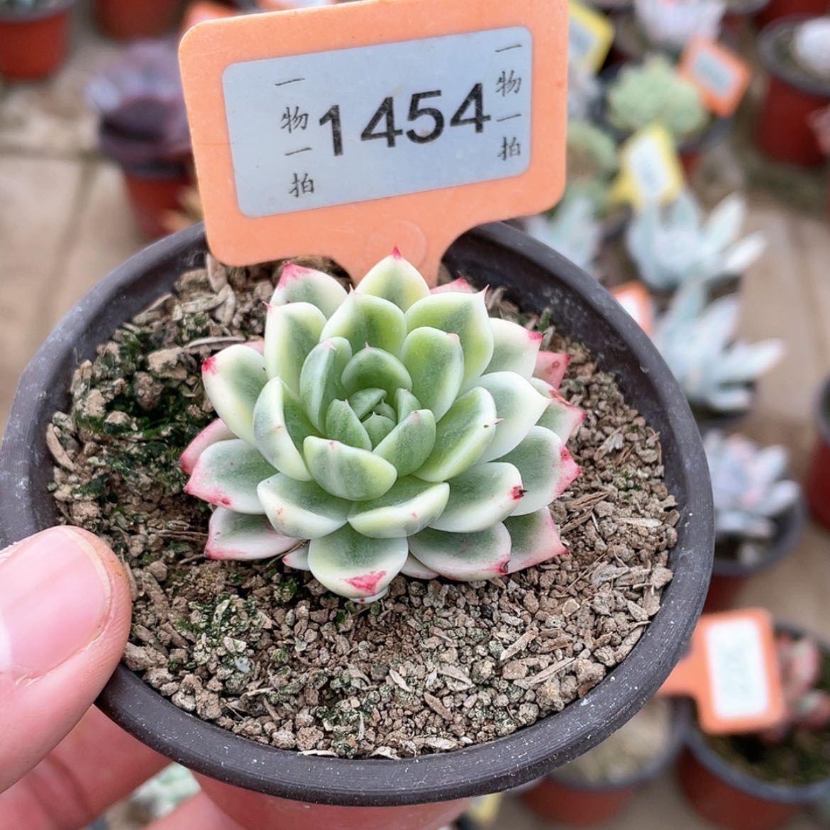 【闪购商品】1454号