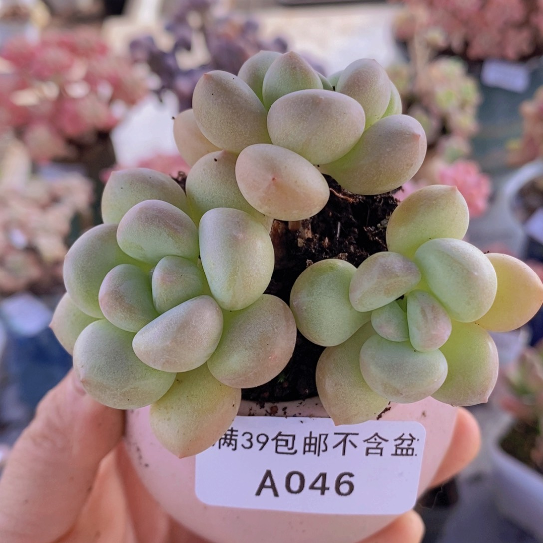 泡泡糖6cm046多肉植物