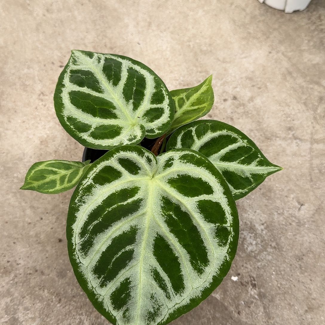 不开花植物一物一拍铜锣烧D137