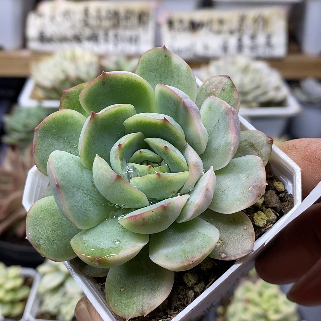 08136 草莓蛋糕锦