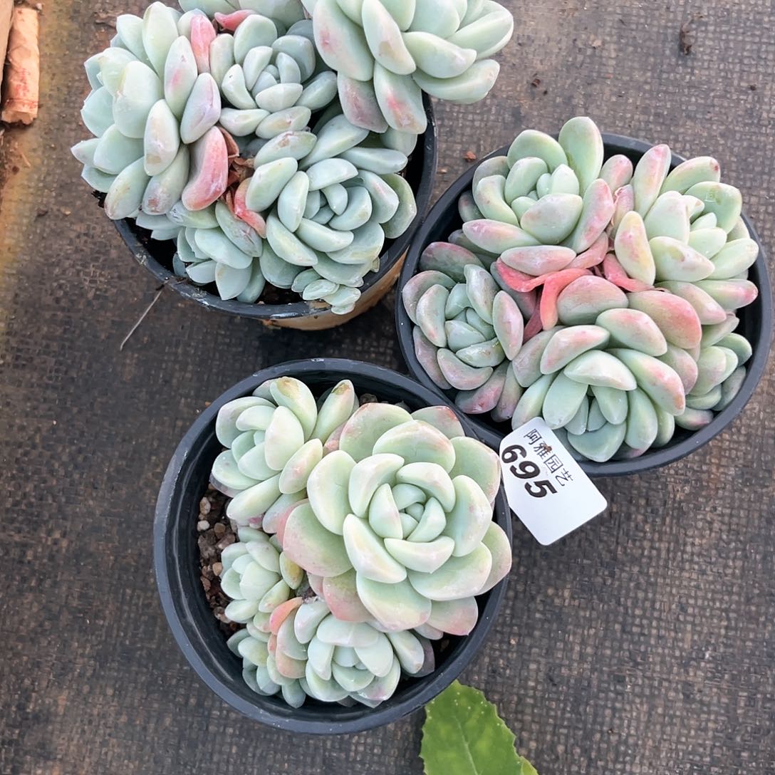 阿雅园艺。       695