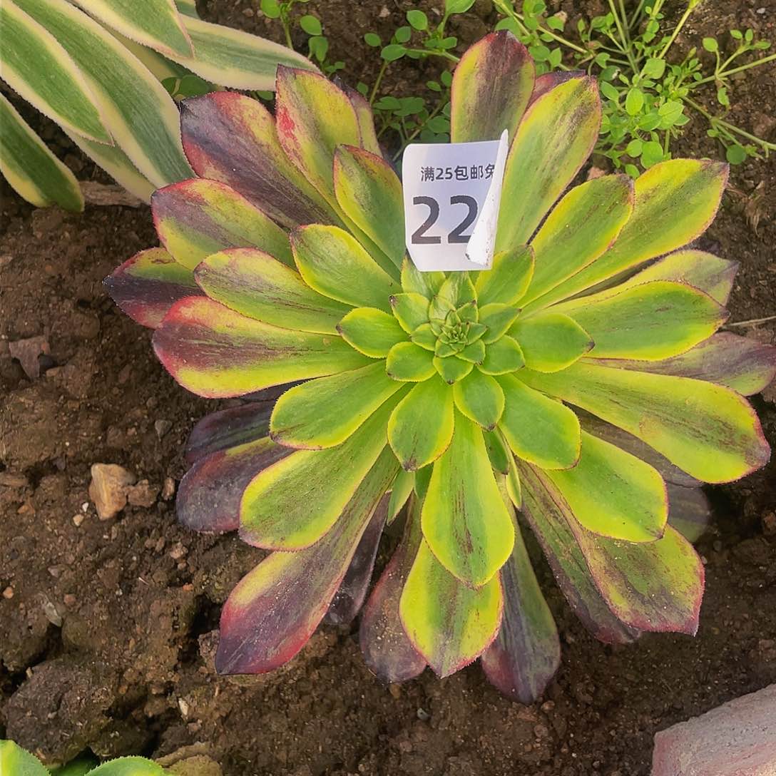 2258莫兰迪多肉植物