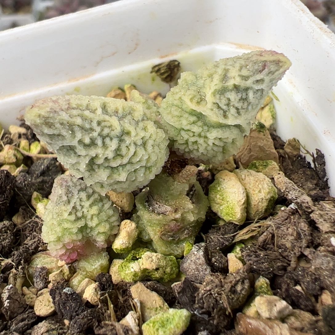 倒刺融化纹冰激凌多头纯木质桩