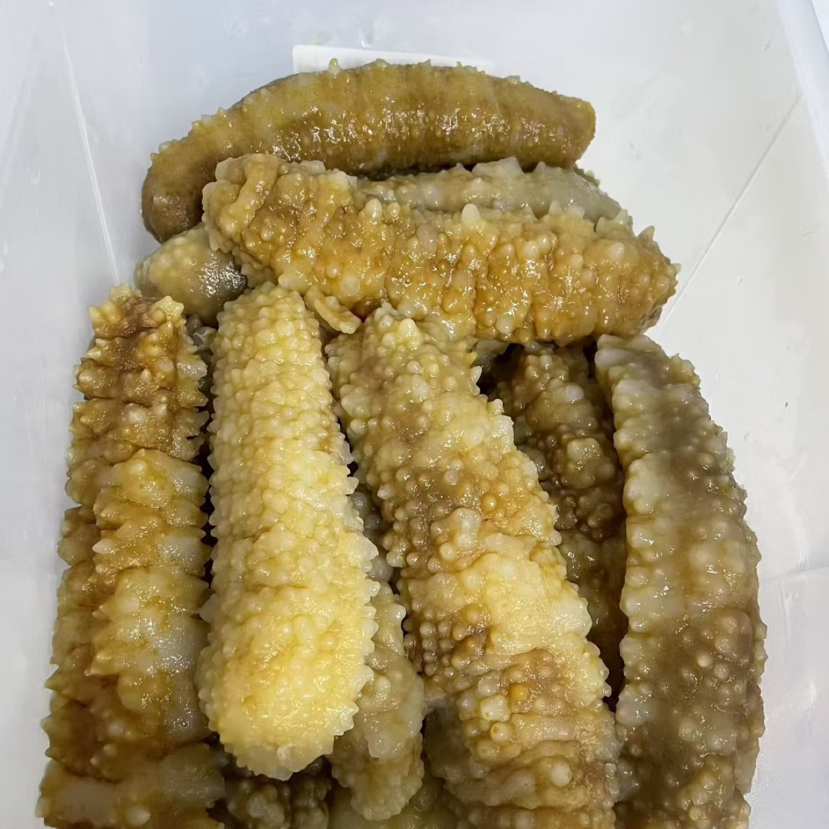 北海黄玉参黄肉参 泡发海参厚肉鲍汁炖汤佛跳墙