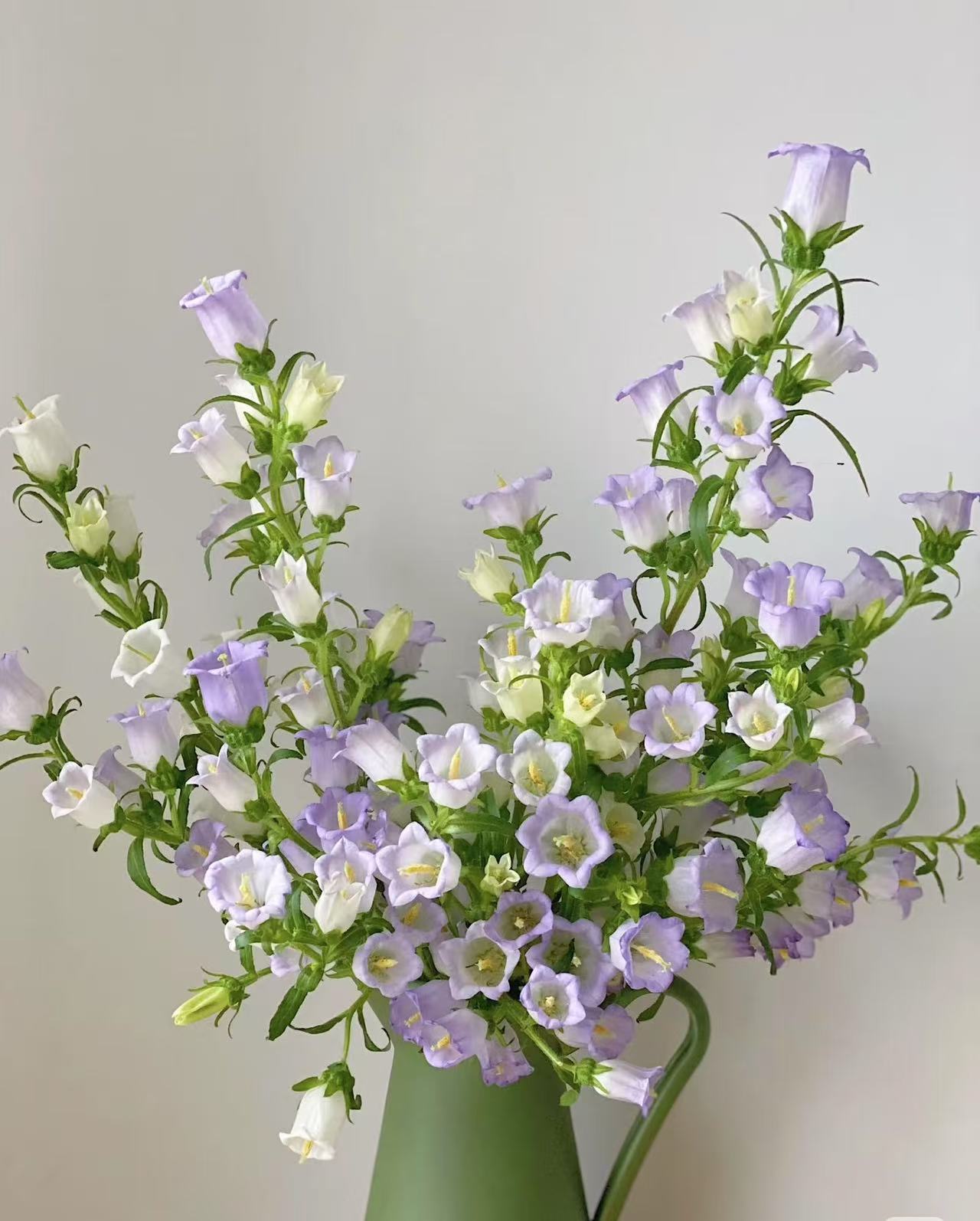 紫色风铃 1扎  任意2单鲜花升级顺丰/德邦