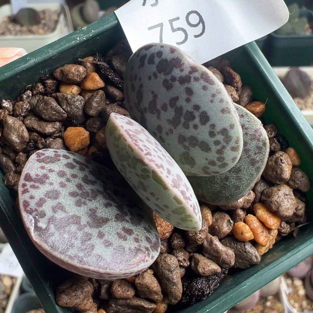 759花蛋一颗实生肥嘟嘟叶片