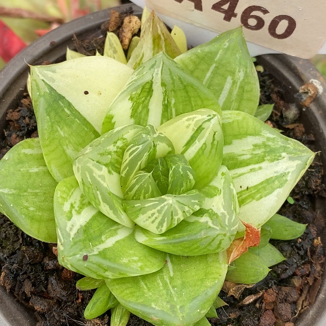 玉露系列哈哈哈哈哈哈