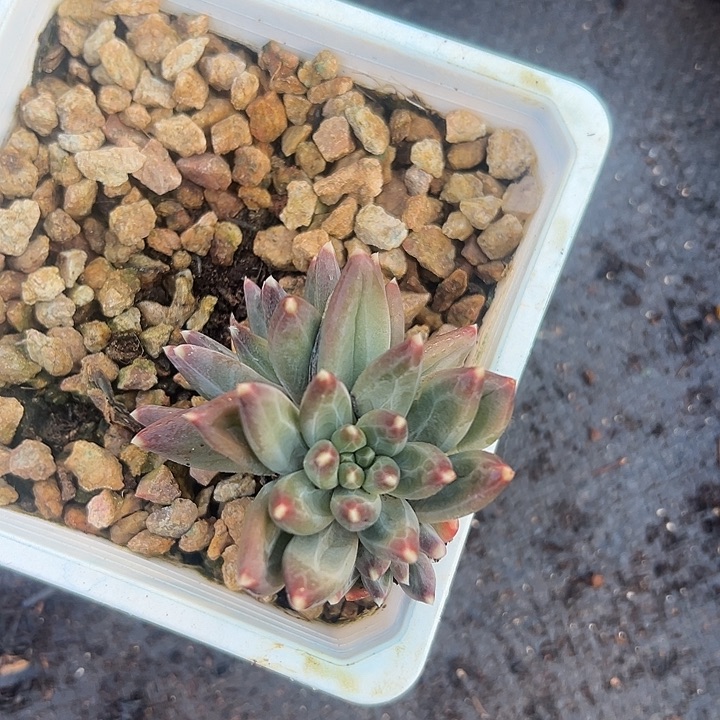 美人群特价一物一拍特价