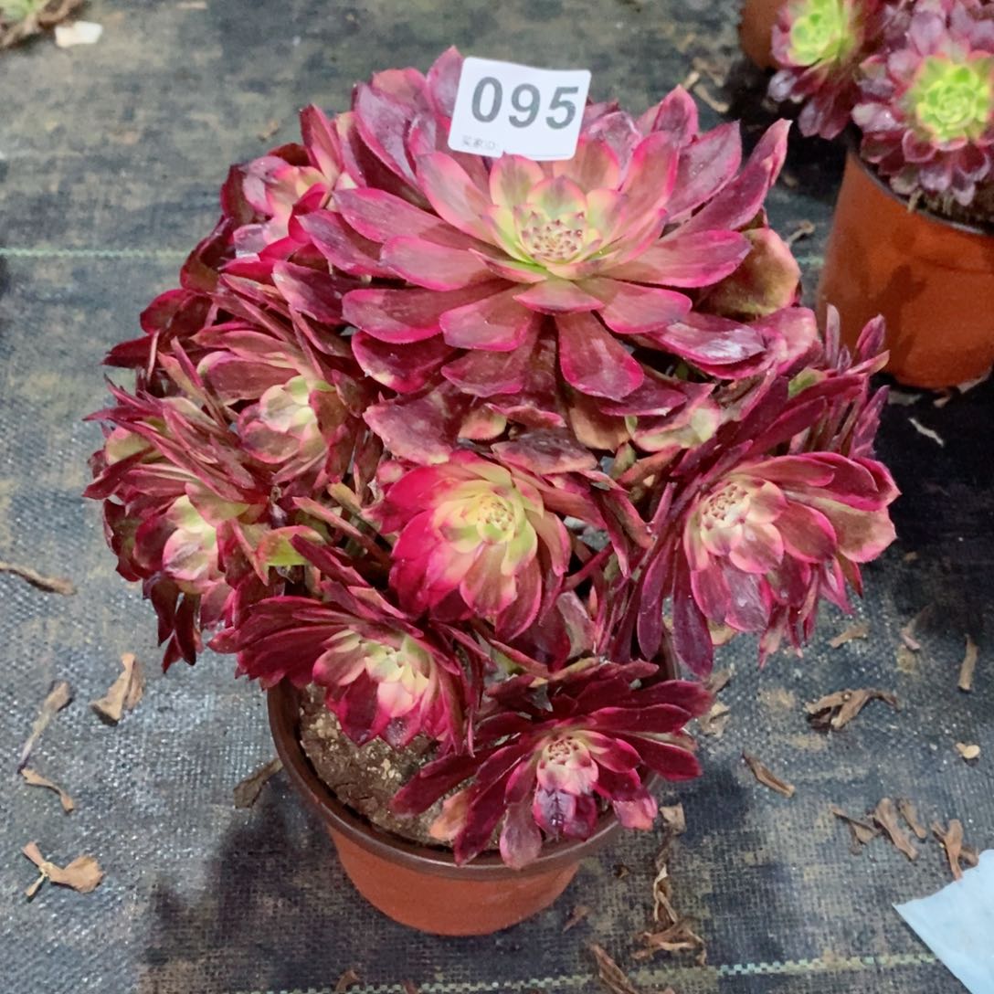 烟花095多肉1111