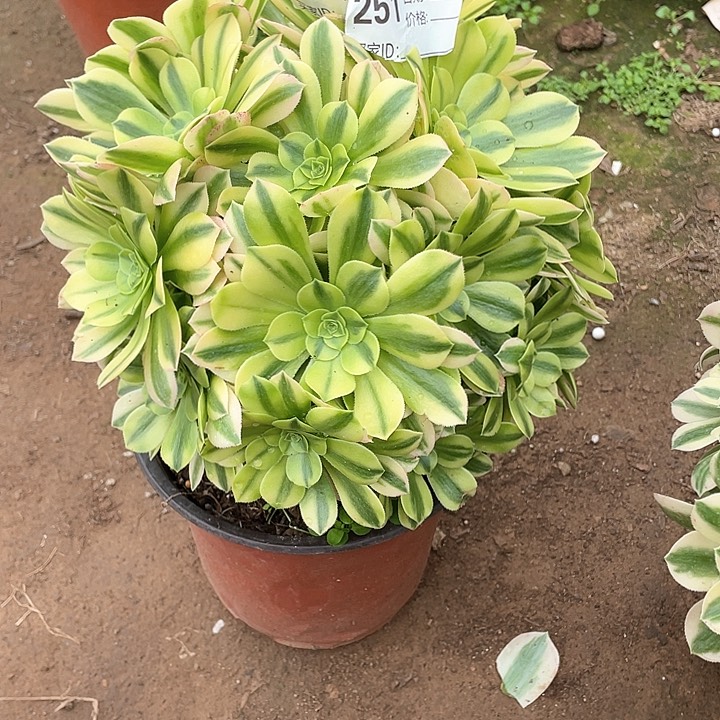 多肉法师多肉251 金丝