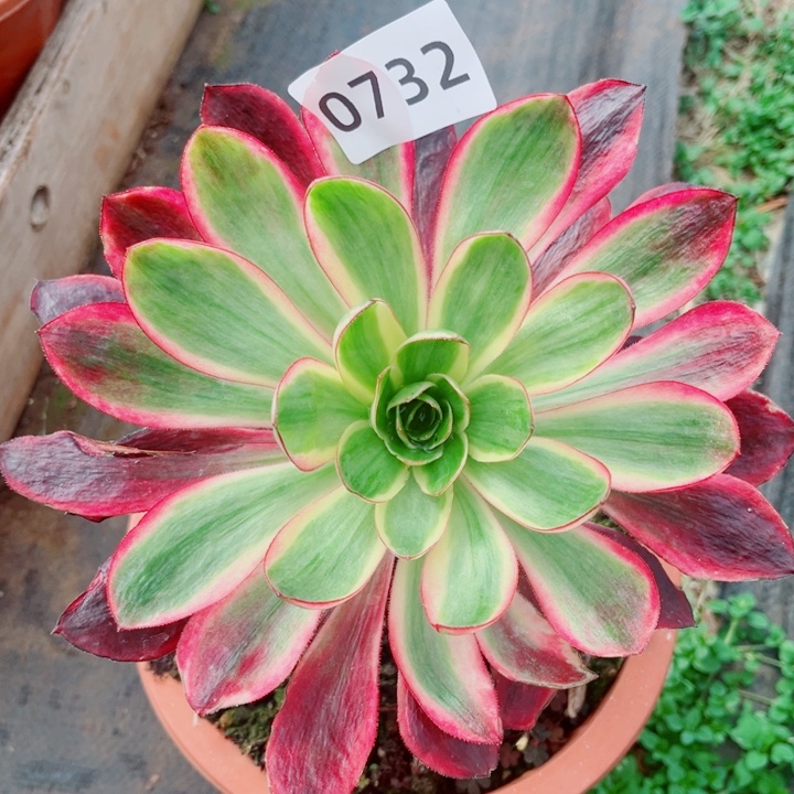 烈焰多肉发货发货