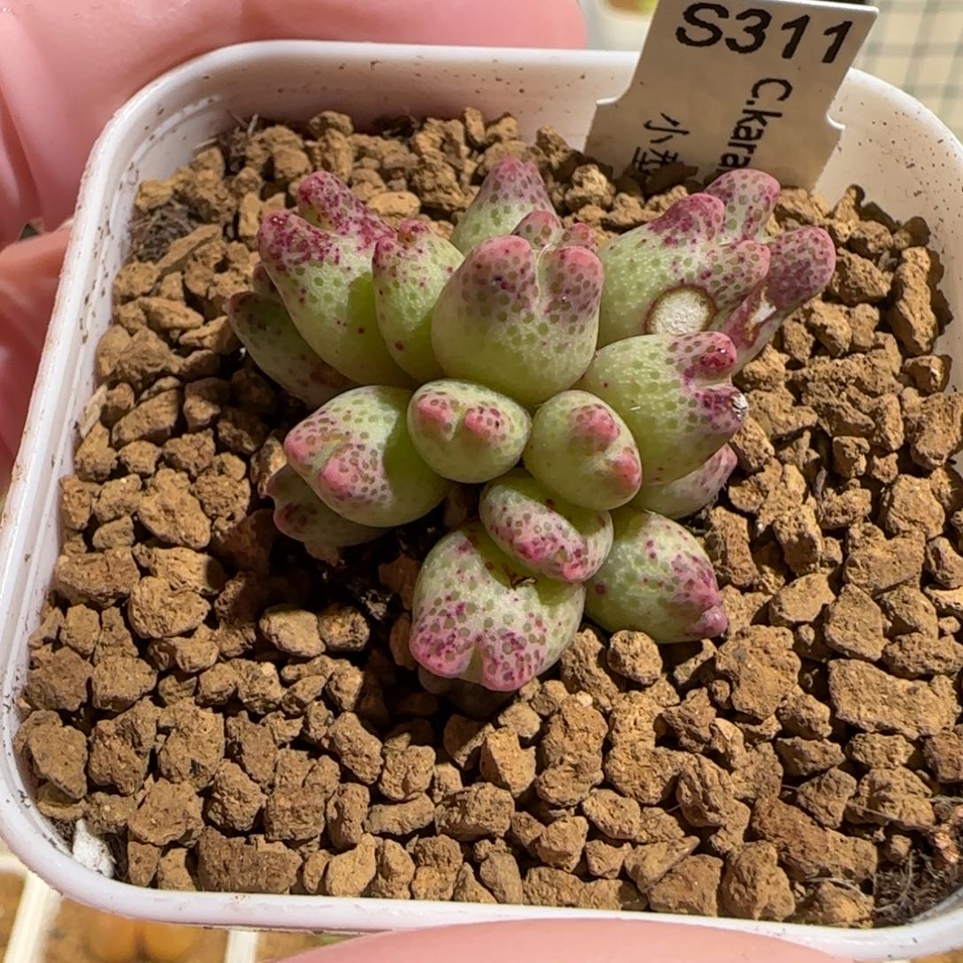 璐***️肉锥多肉植物组合-草莓斑马有疤母本1736