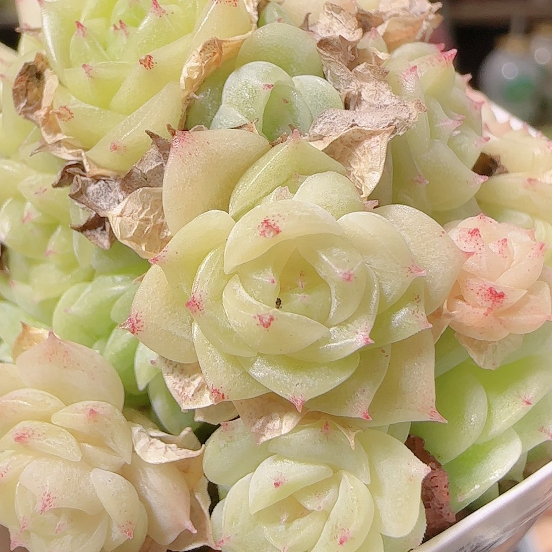 花语逸镜1128-153散