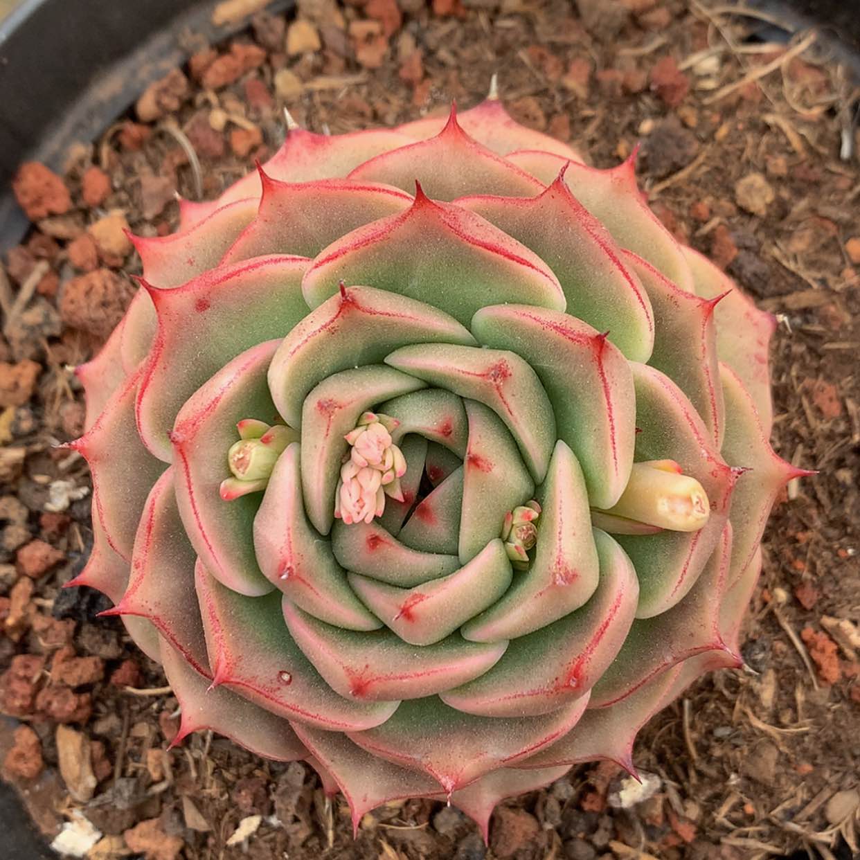 【闪购商品】云1384