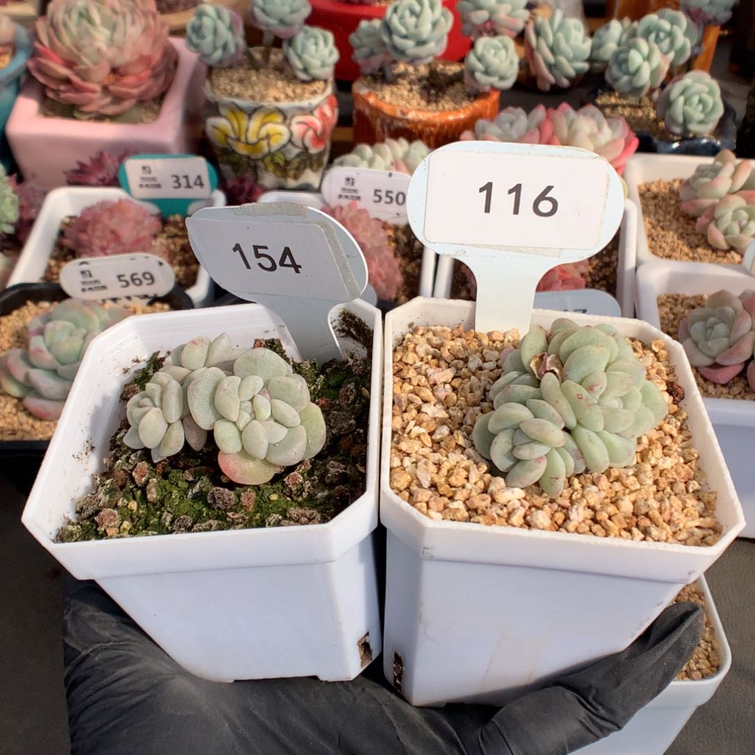 黑***妮154-116 冰玉石化多肉