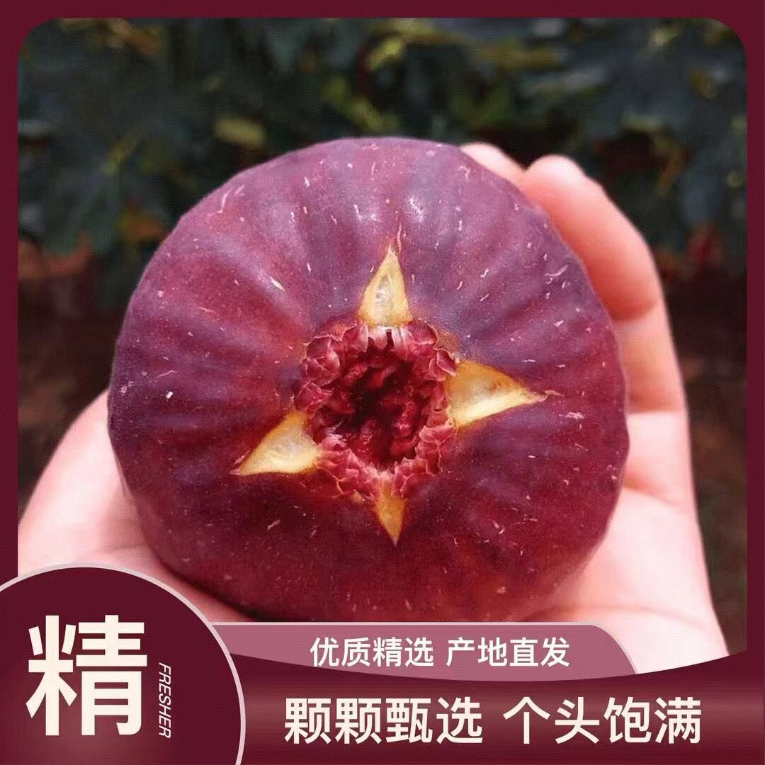【顺丰包邮】云南新鲜无花果基地直发树上熟红皮鲜果无花果