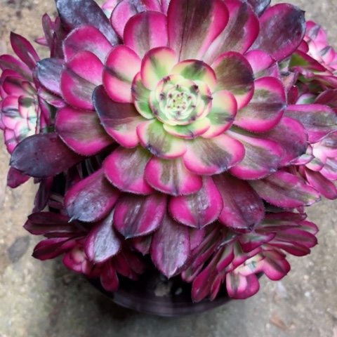 多肉植物朱砂痣锦。