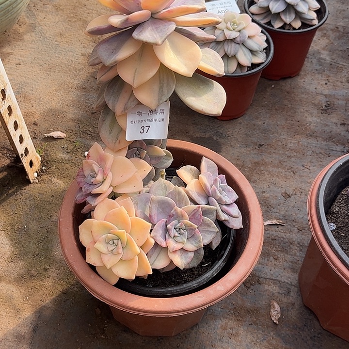 @***月紫乐锦群，一物一拍