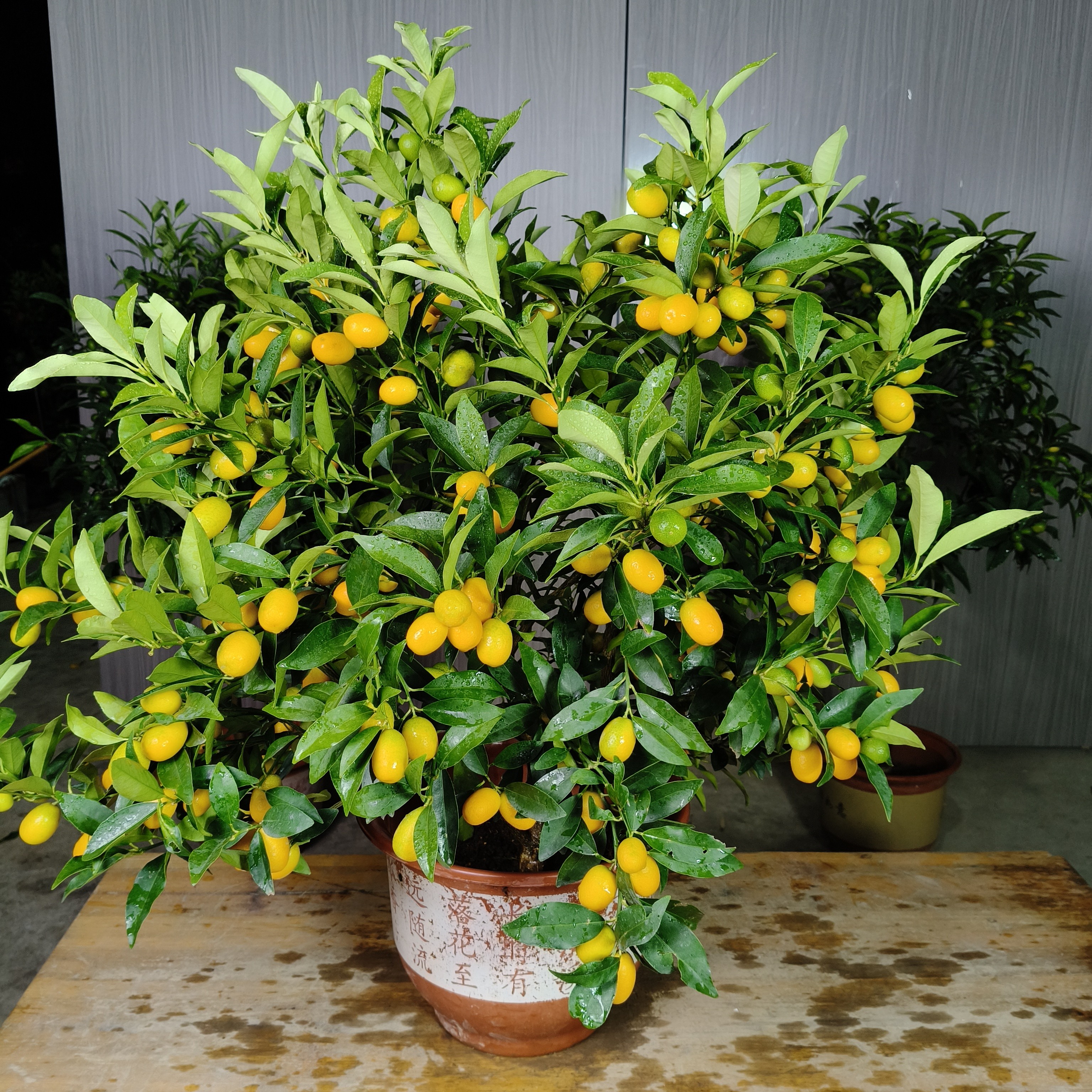 带果脆皮金桔树苗四季开花结果带土带叶带培育盆可室内外种植