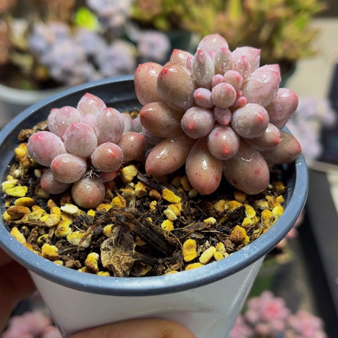 967婴儿手指奶7.5厘米多肉