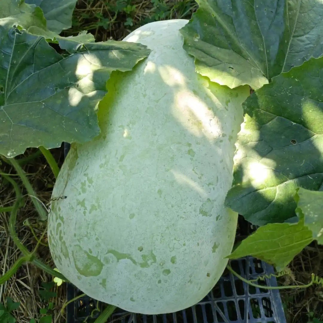 重庆农家自种迷你小冬瓜