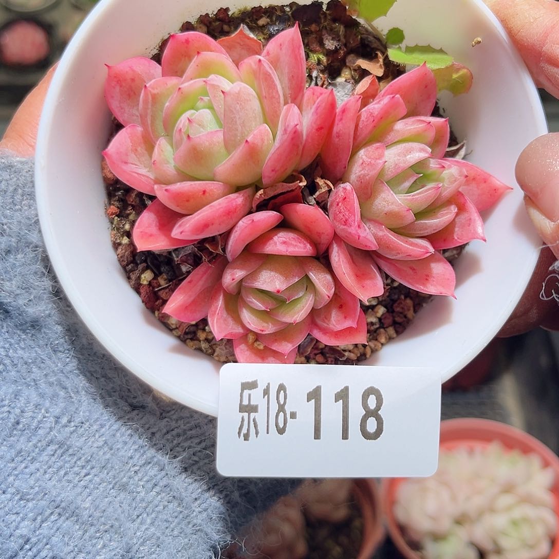 木乐18-118孤心群不包整