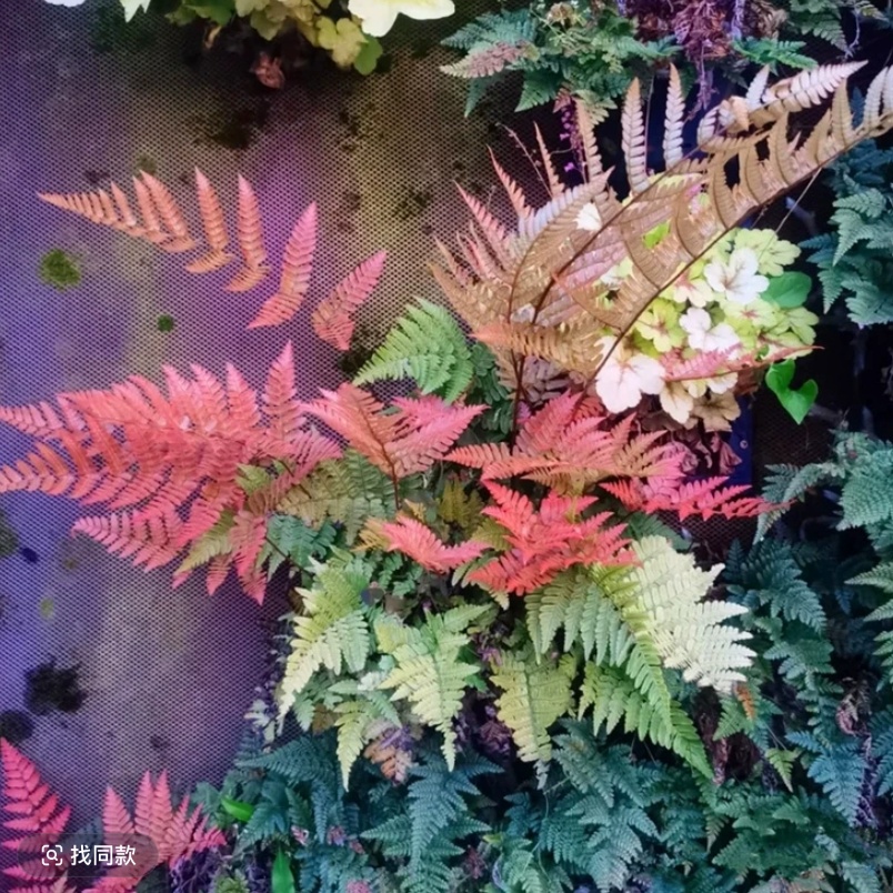 【彩虹蕨】红盖鳞毛蕨耐阴耐寒庭院花园地栽多年生蕨类观叶植物