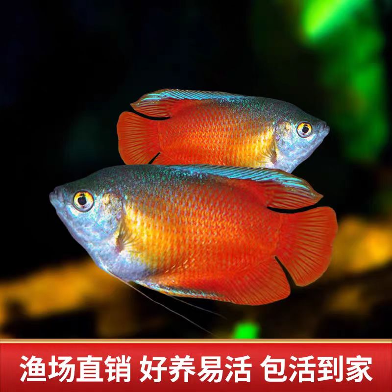 五彩丽丽鱼活体热带鱼观赏鱼活体淡水鱼珍珠马甲鱼宠物活体鱼批发