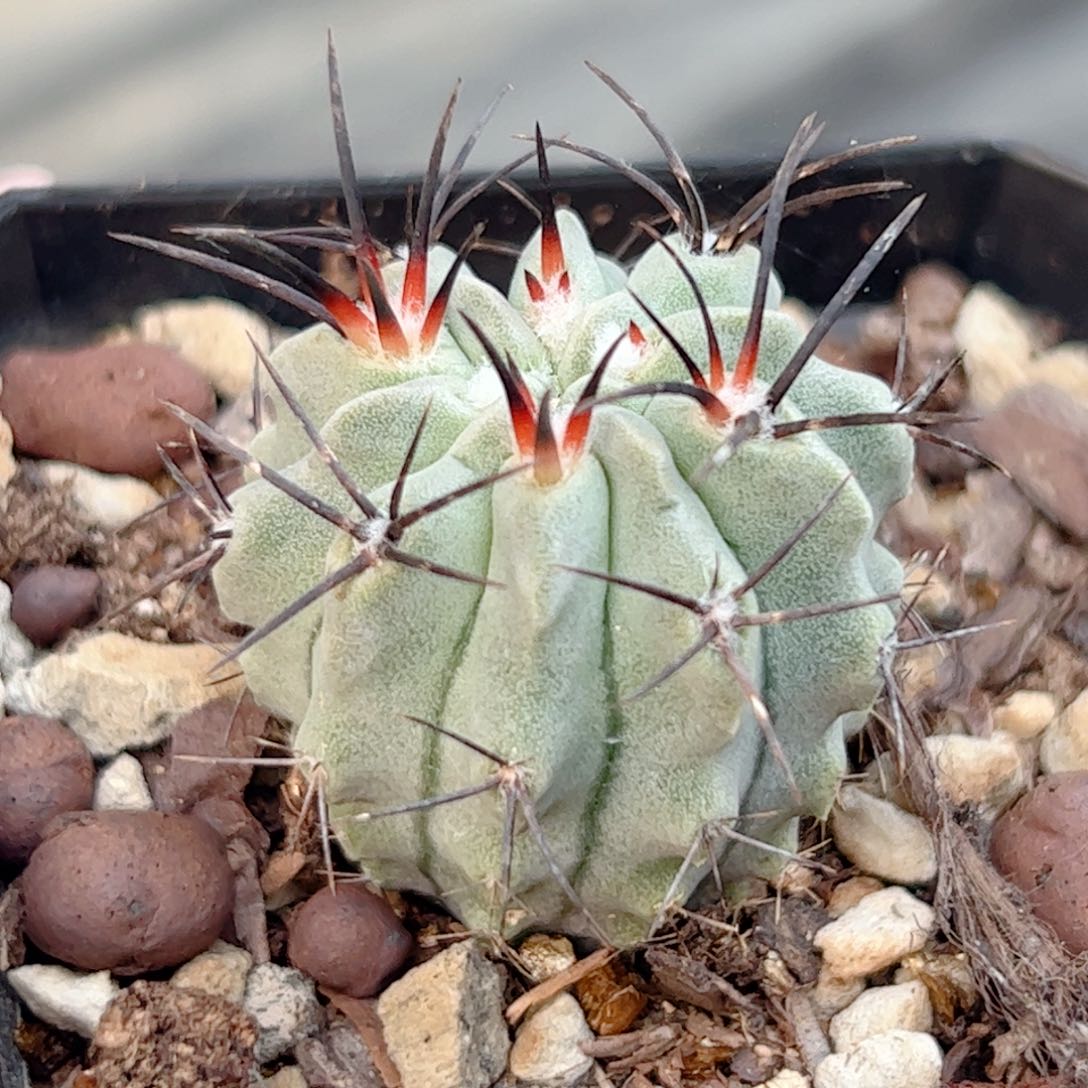 实生 白肌素妆玉