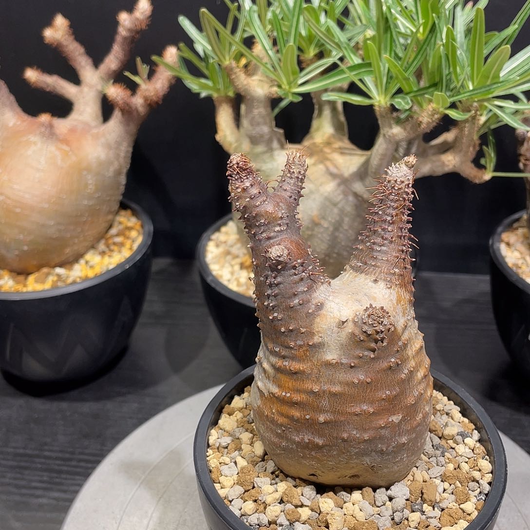 象牙宫带盆包邮哦