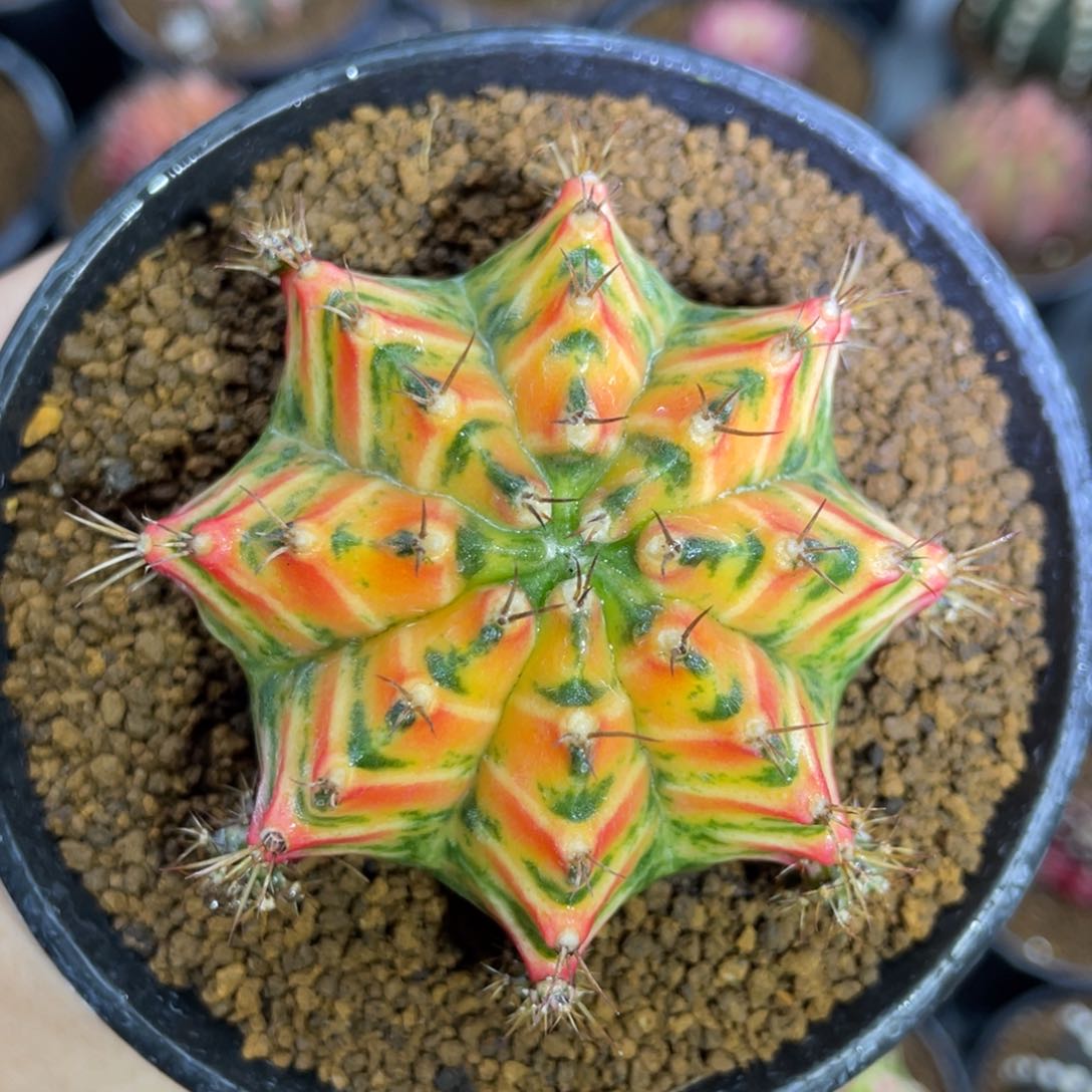 米哈星球0000000000303