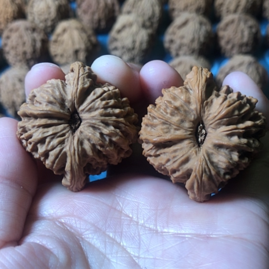 【闪购商品】文玩核桃把件一代疆