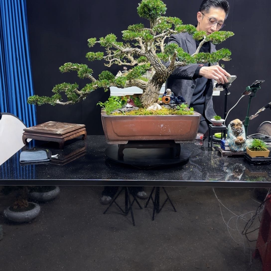 黄杨室内室外盆景艺术