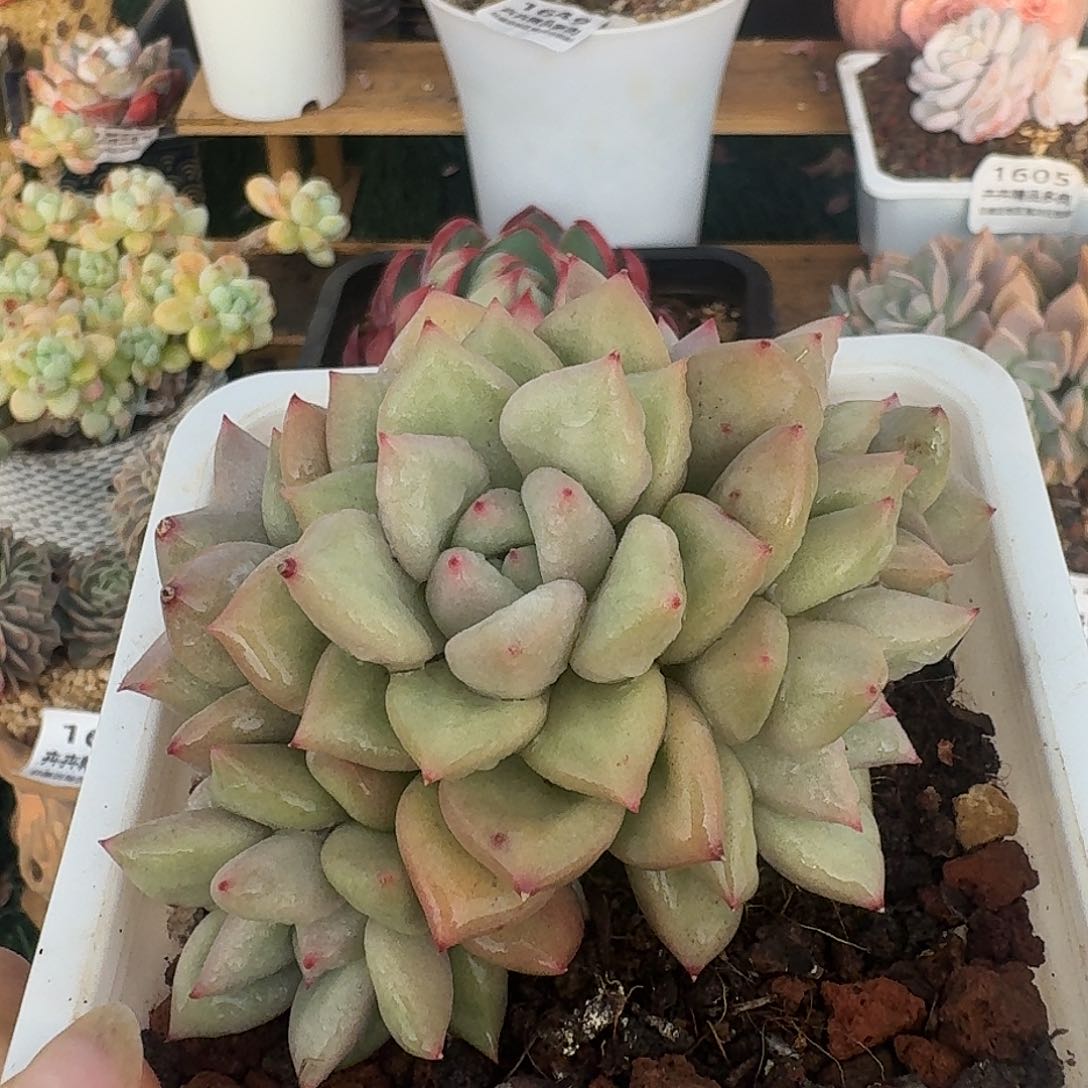 1660一物一拍（满28包邮）