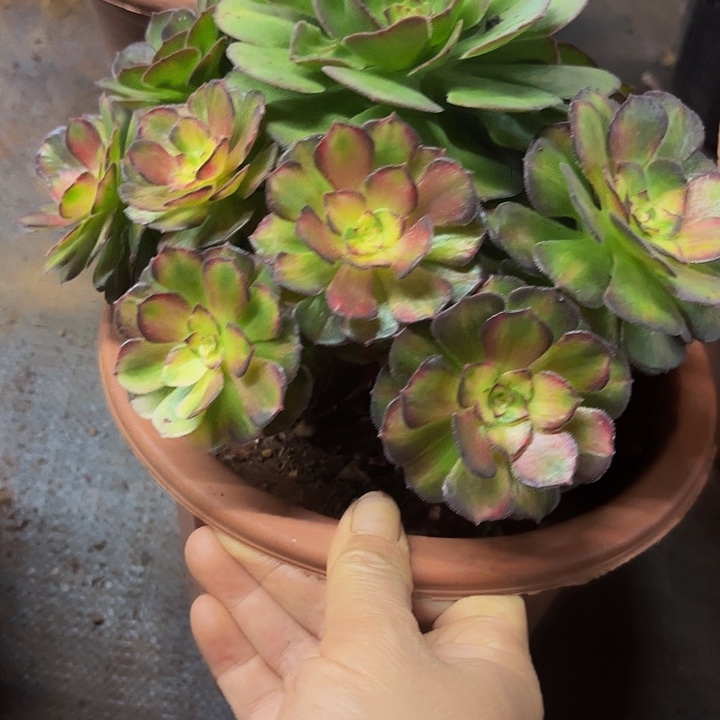 多肉植物福利来070个