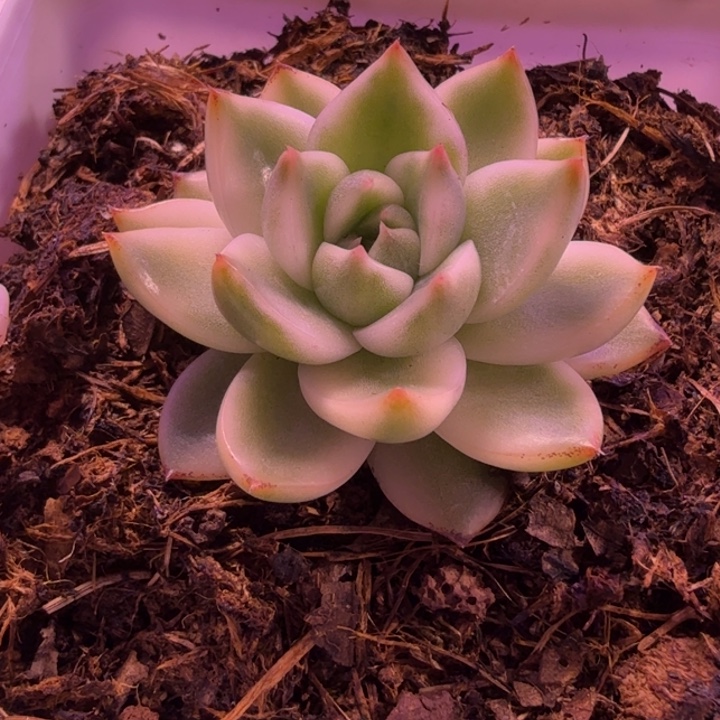 月亮石锦多肉植物