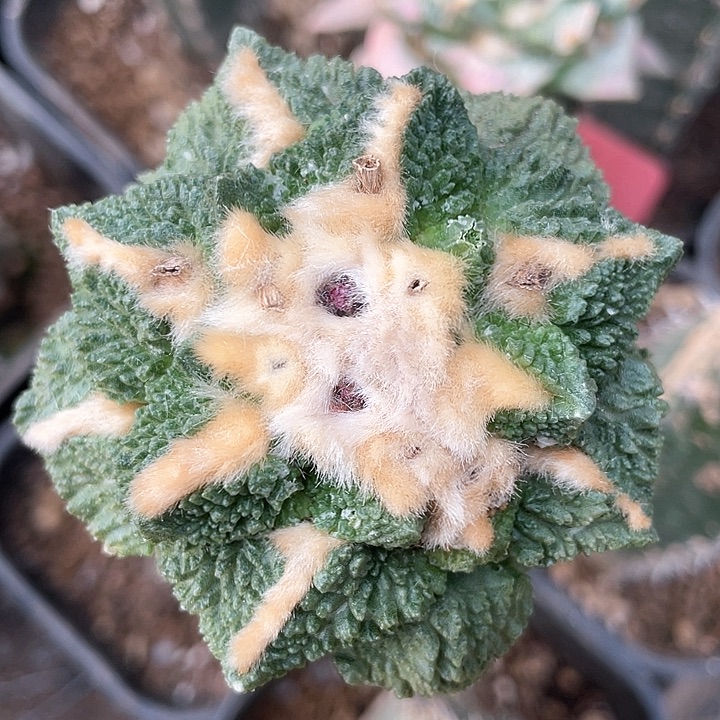 仙人球袖浦接哥斯拉6.3公分90