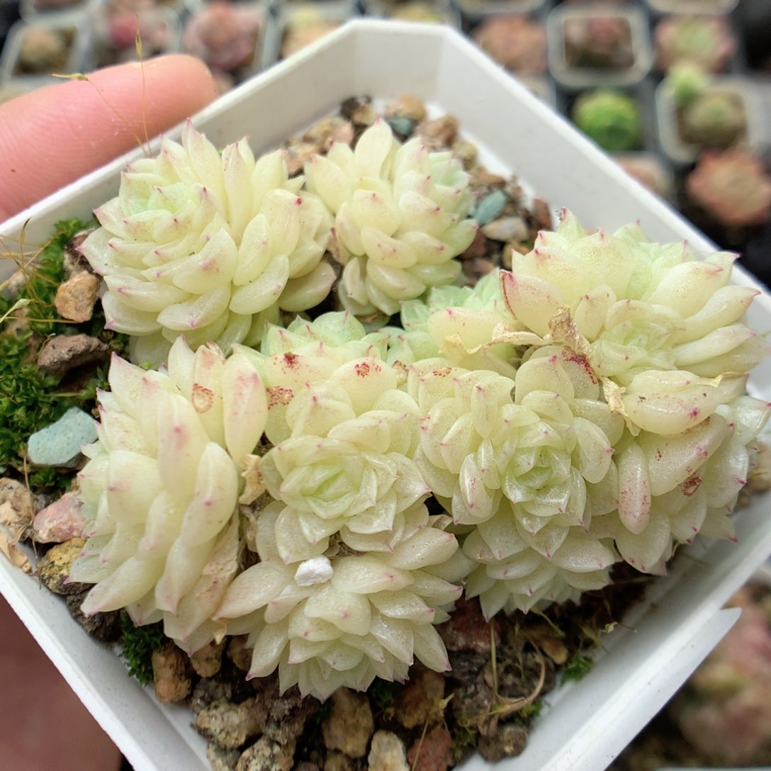 C20圆脸花瓣褶皱白体小脸朵朵群