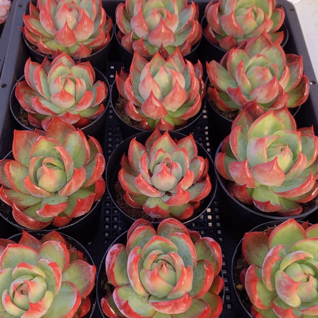 量拍34号 宽叶母本惊鸿仙子单头一个