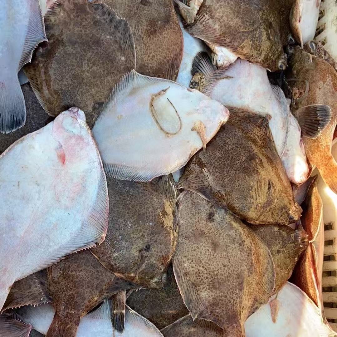 海捕本地新鲜鼓眼鱼肉质鲜嫩顺丰京东包邮